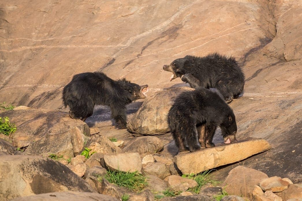 Daroji Bear Sanctuary