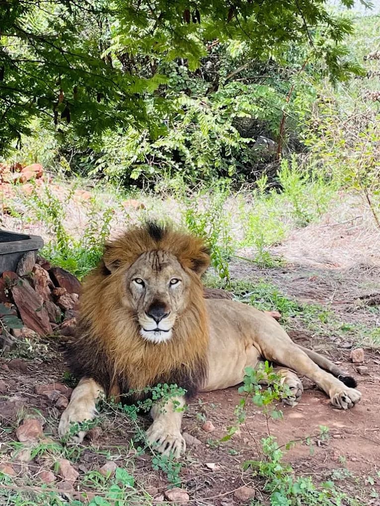 Atal Bihari Vajpayee Zoological Park